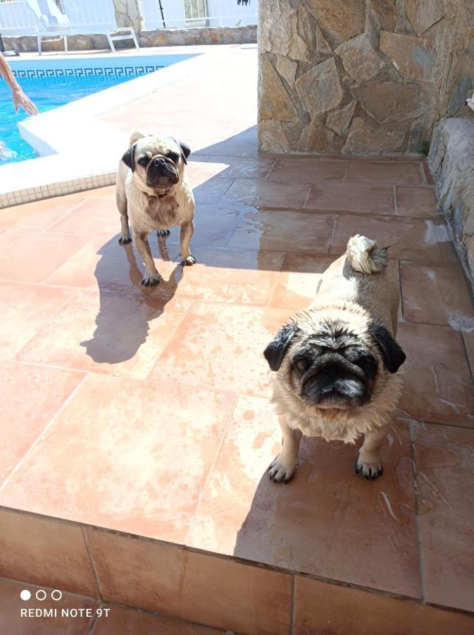 Apartment Costa Blanca Mutxamel Dış mekan fotoğraf